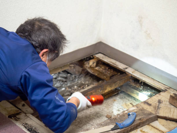 Best Emergency Mold Remediation in Davenport, FL