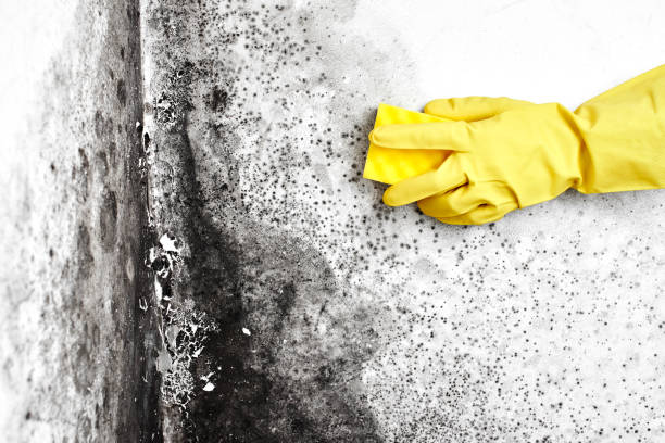 Best Mold Remediation for Specific Building Types in Davenport, FL