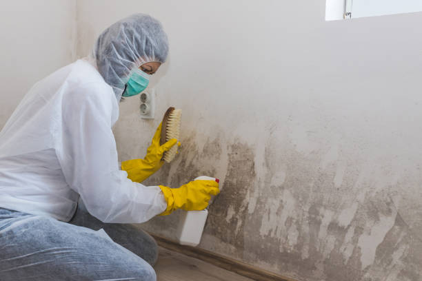 Best Basement Mold Remediation in Davenport, FL
