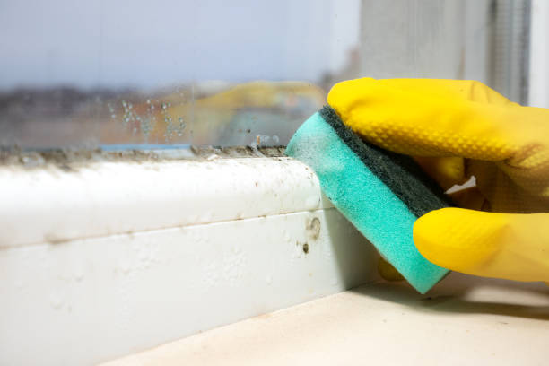 Best DIY Mold Remediation Support Services in Davenport, FL