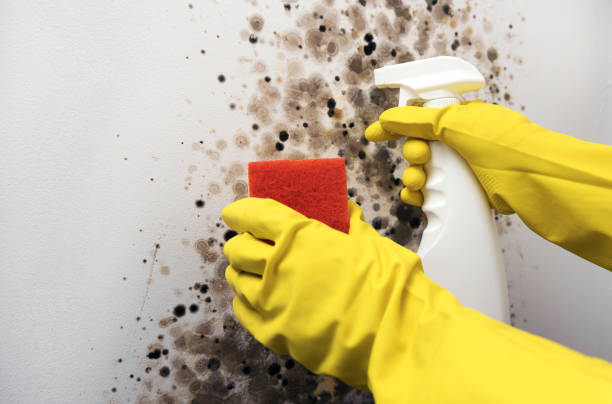 Best Mold Remediation for Specific Building Types in Davenport, FL