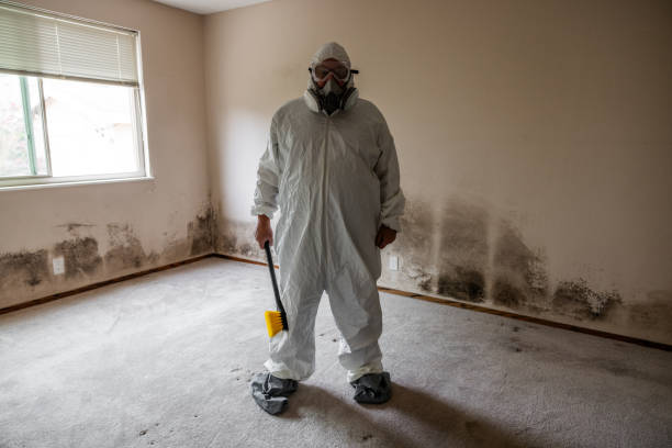 Professional Mold Remediation in Davenport, FL