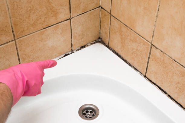 Best Residential Mold Remediation in Davenport, FL